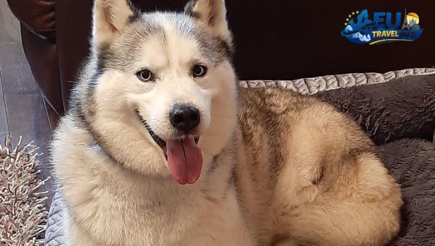 Logie Country House, Scotland dog