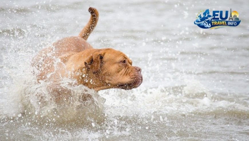 Lombardy Lakes, Olives, and Secret Gardens dog