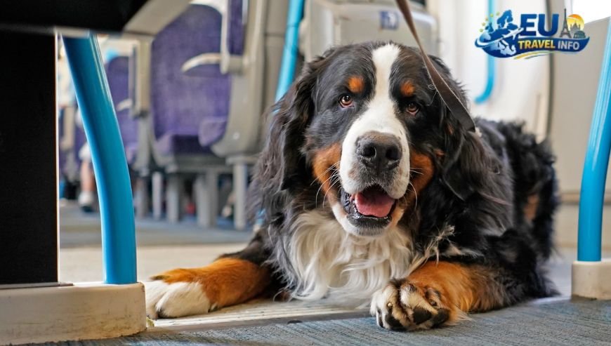 Long Distance Travel The National Railways dog