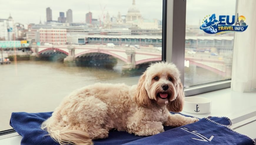 Luxury Castle Stays and Pet Perks dog