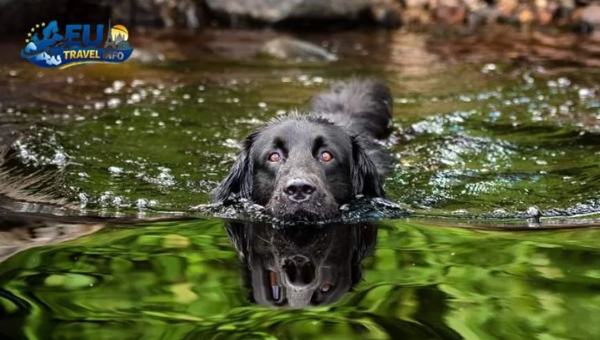 Luxury Dog Friendly Self Catering Options Across France with Swimming Pool