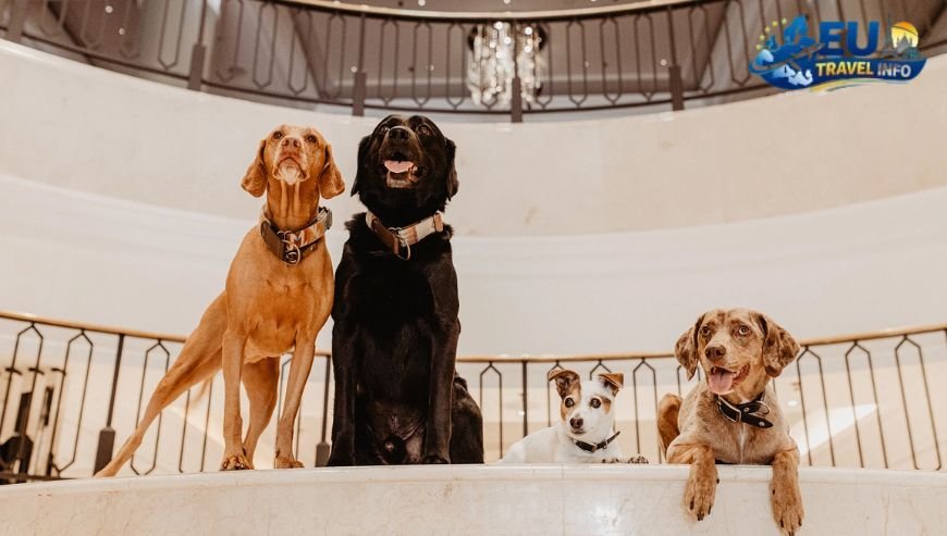 Luxury Options in the Capital dog