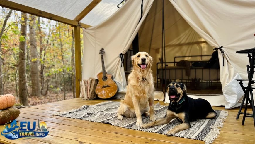 Luxury and Glamping dog
