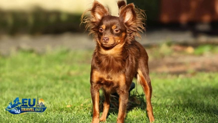 Luxury in the Heart of Prague dog