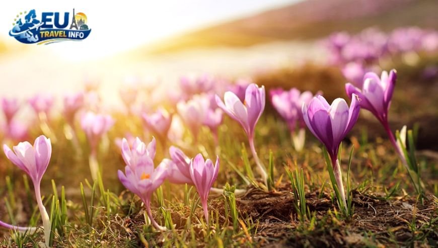 March The Early Spring Awakening