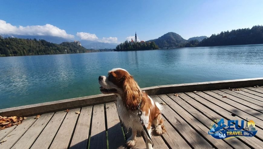 Maribor Slovenia Hotels and Stays dog