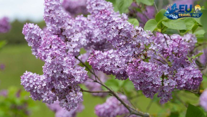 May The Late Spring Bloom