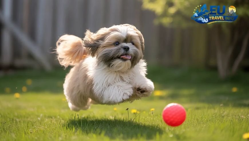 Mid-Range and Budget Options dog