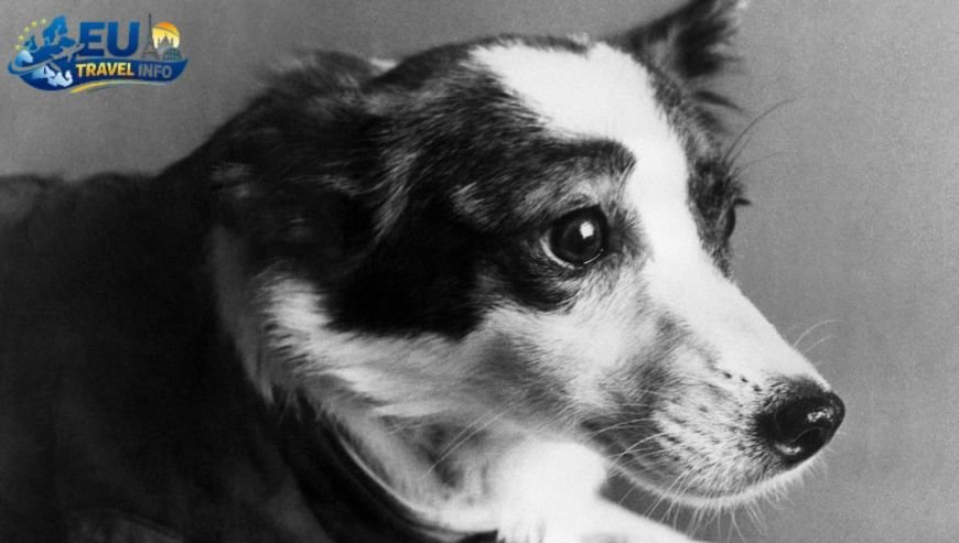 Minsk The Soviet Sun City dog