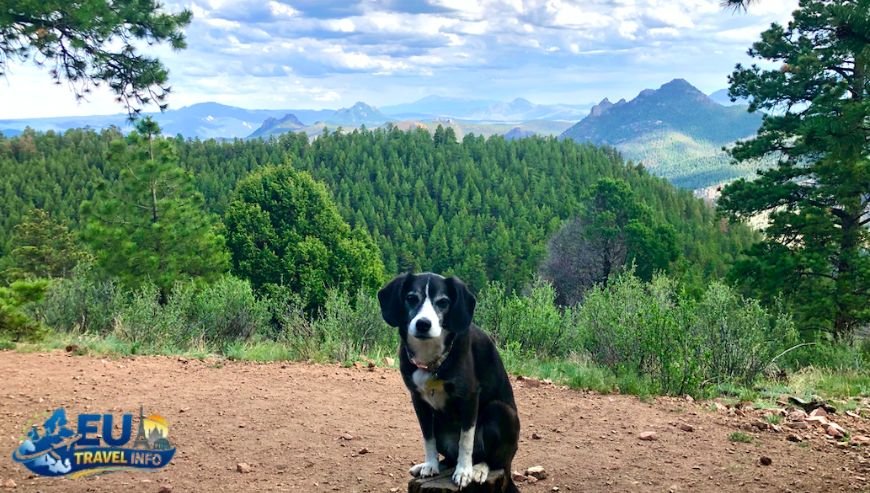 Moderate Hikes with Amazing Views dog