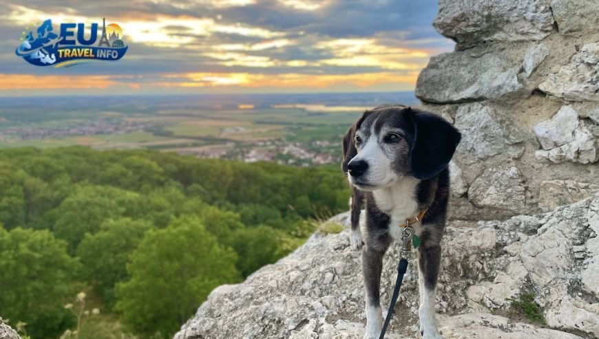 Moravia Wine and Water dog