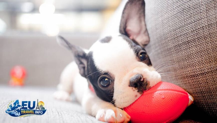 More Cheap Stays in the Capital dog