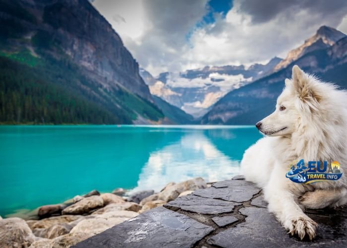 Most Dog Friendly Places in Europe