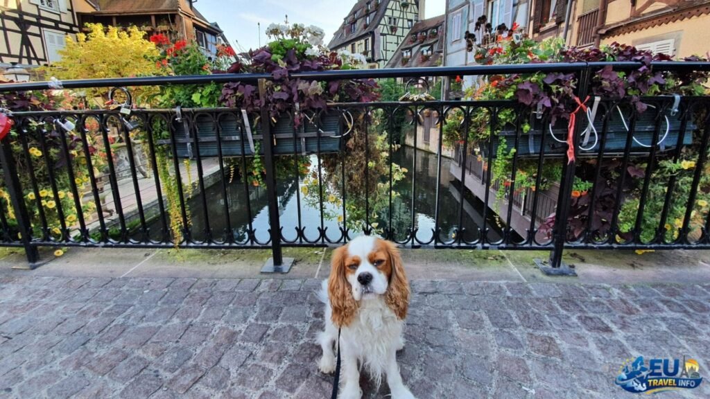 Most dog-friendly places in Europe