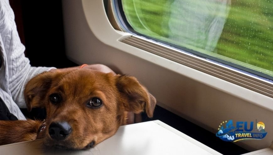 Moving Around Public Transport and Trains dog