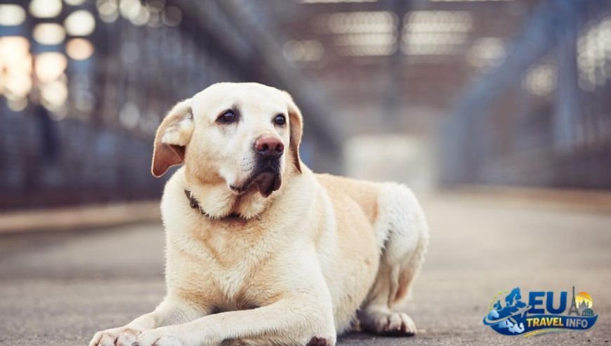 Moving Around the City dog (1)