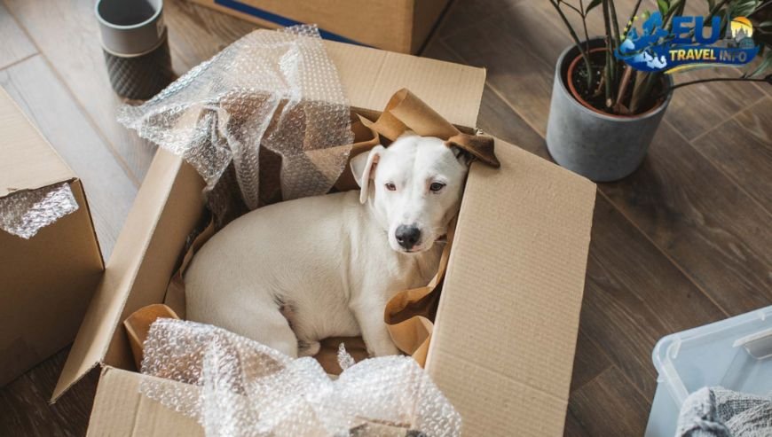 Moving Pets to Cēsis, Latvia