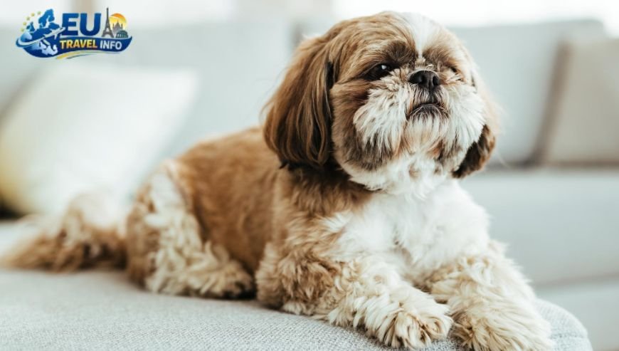 Moving Pets to Riga, Latvia