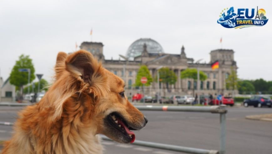 Moving Your Dog To Berlin