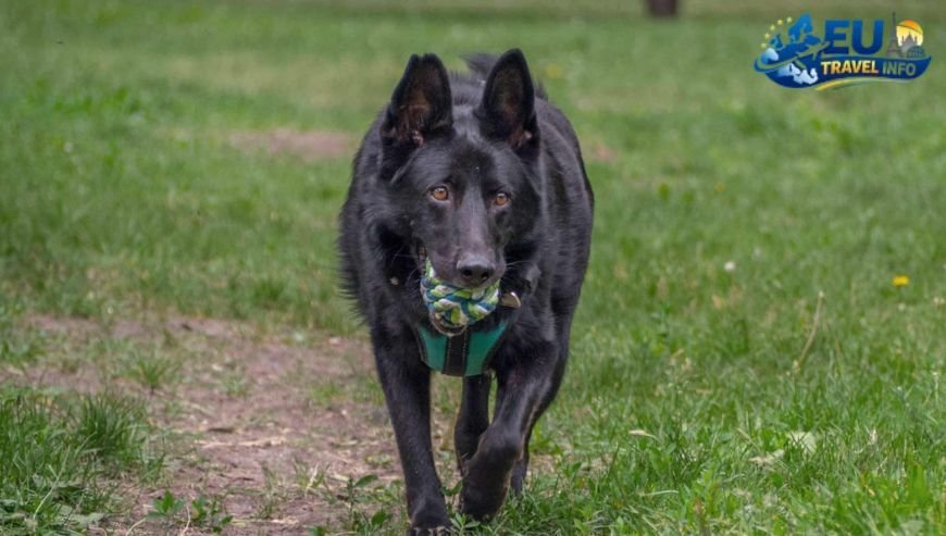 Moving Your Dog to Bulgaria