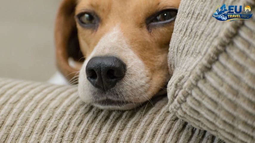 Moving Your Dog to Bulgaria