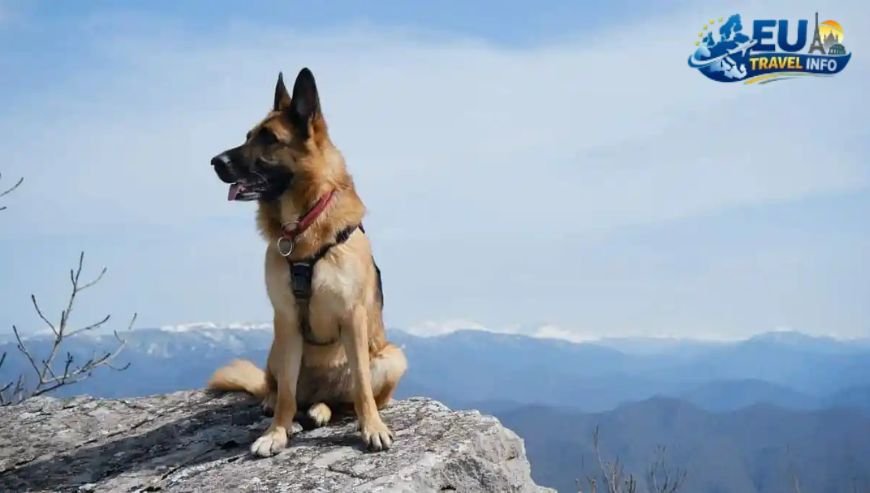 Moving to the Mountains Dilijan and Sevan dog