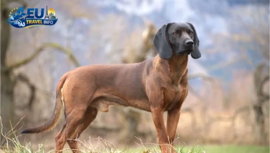 Munich The Heart of Bavaria dog