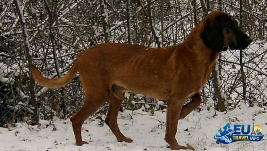 Munich and the Bavarian Alps dog