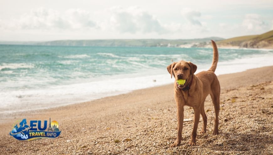 My Favorite Spots in Liguria The Birthplace of Dog Beaches