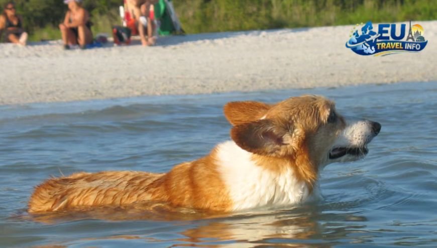 Naples and Amalfi Coast Dog Friendly Beaches