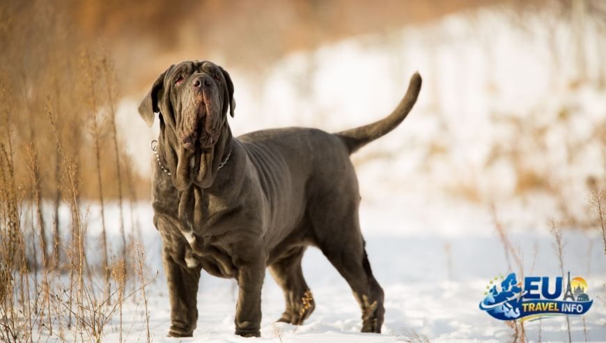 Naples and Bari Southern Flavours dog