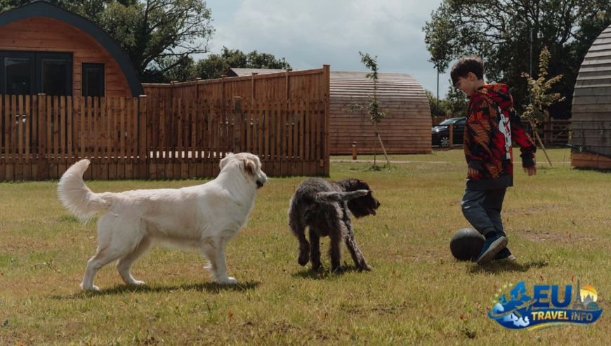 Nature Escapes and Glamping dog