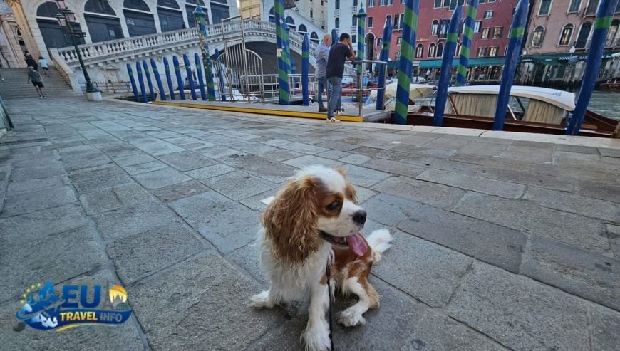 Navigating Rome with Your Dog