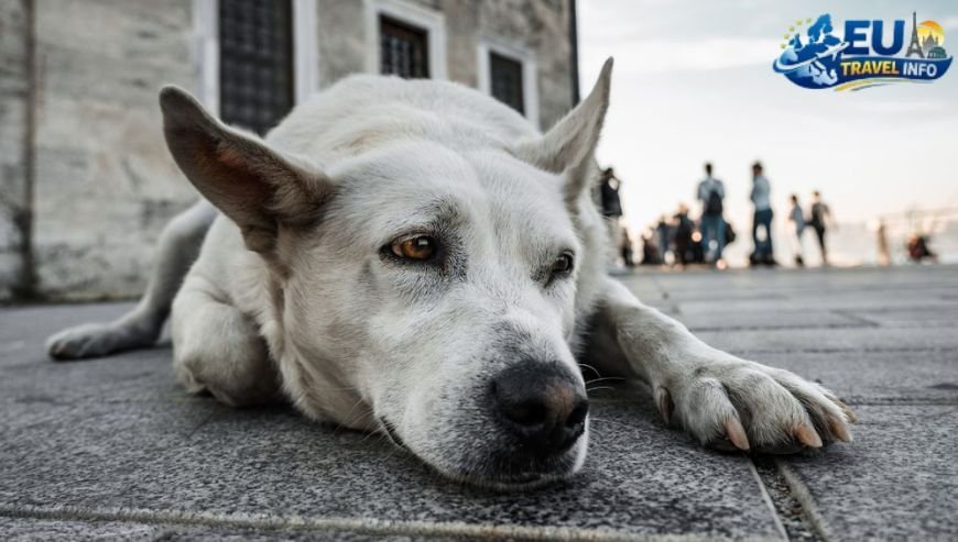 Navigating the City Streets dog