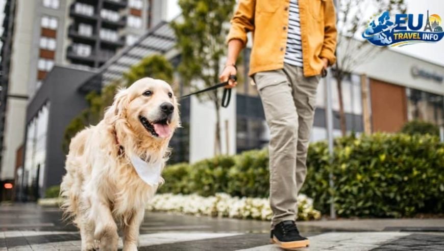 Navigating the City with Your Dog