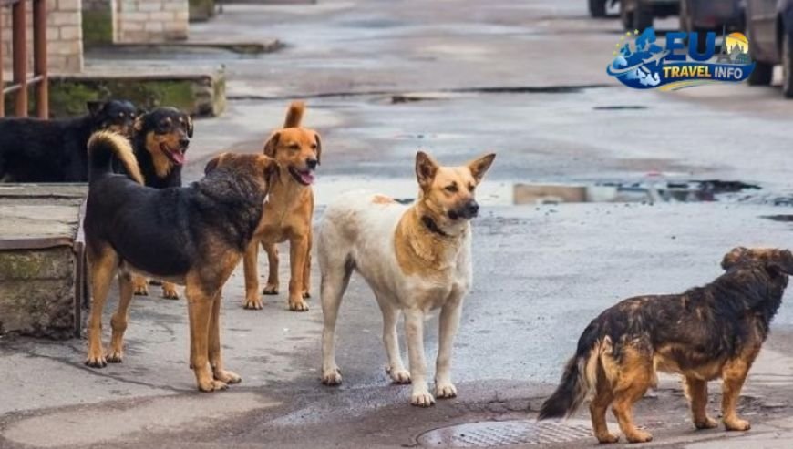 Navigating the Streets of Yerevan dog