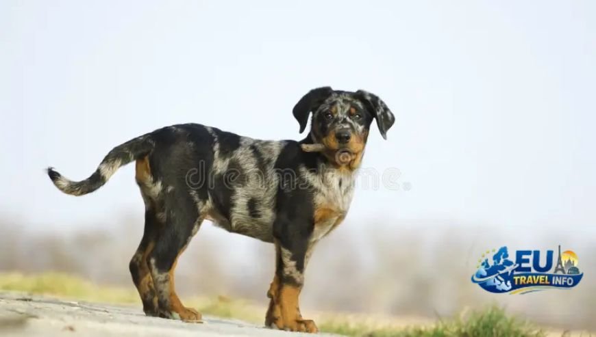 Normandy and the Northern Charm dog