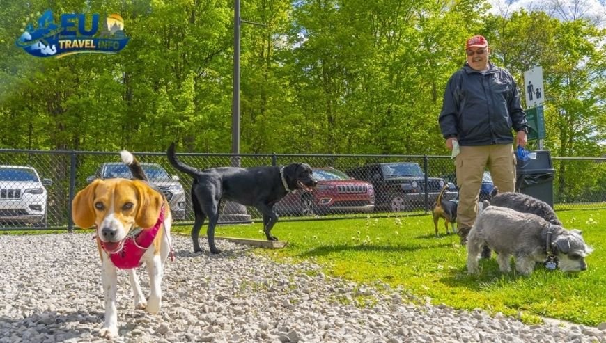 Novi Sad The Culture and the Parks Dog