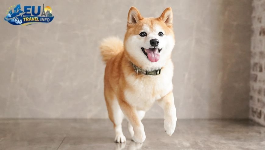 ONOMA Hotel A Top Choice dog