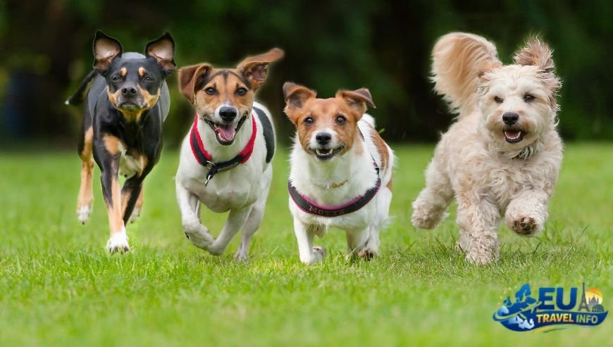 Open-Air History in the South dog