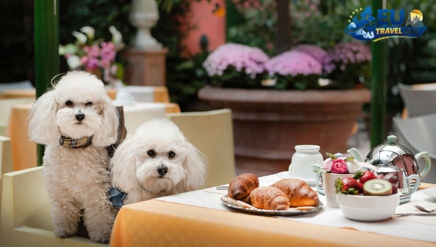 Palazzo Talia and Hotel d'Inghilterra dog