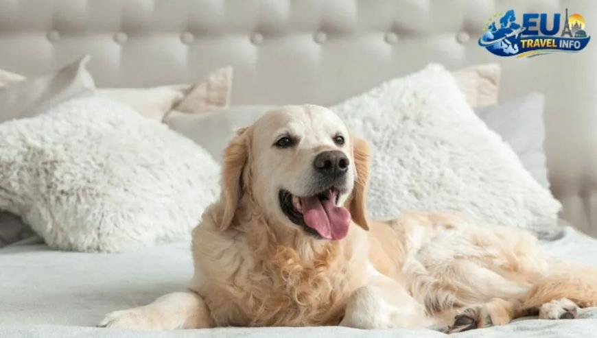 Paphos The King of Pet Friendly Hotels Cyprus dog