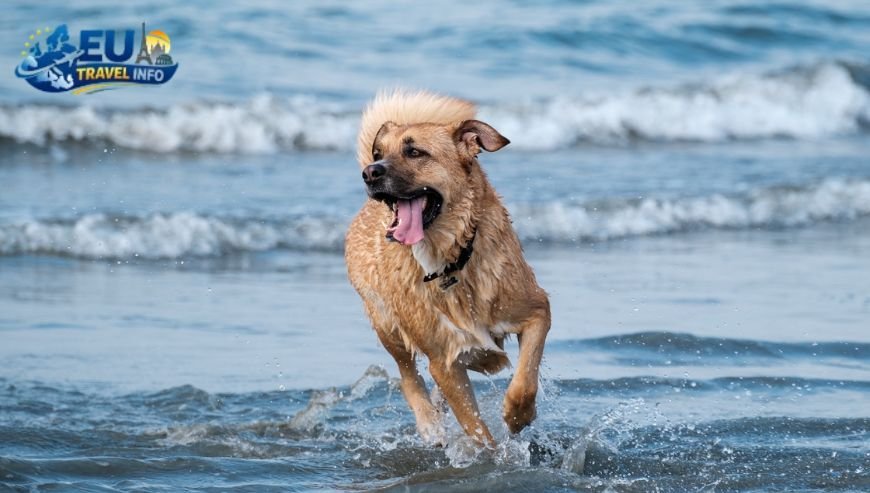 Paphos The Wild West Coast dog