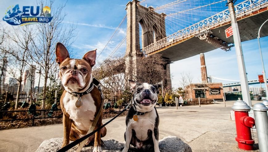 Paris, France The Chic Capital for Canines