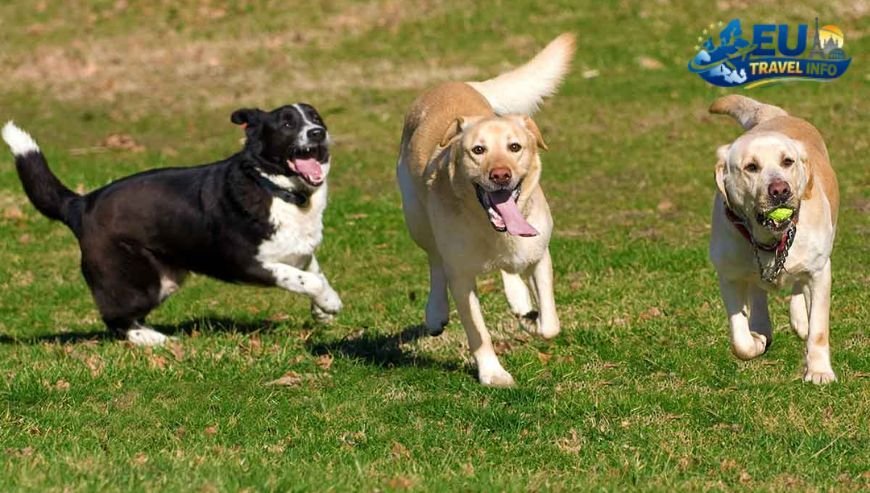 Park Life and Open Spaces dog (1)