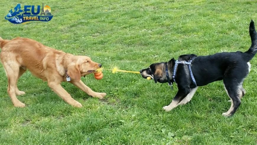 Parks and Green Lungs Time to Play dog