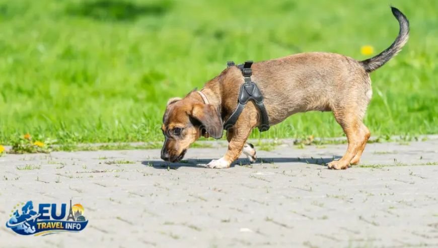 Parks and Walks Stretching the Four Paws