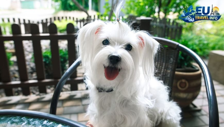 Pet Friendly Cafes in Nicosia