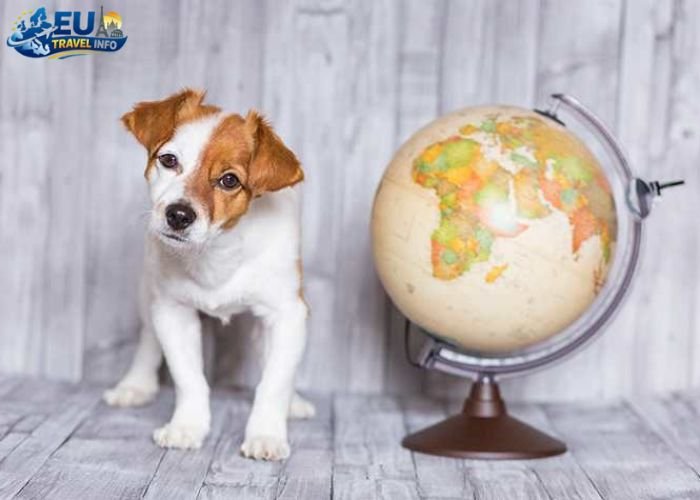 Pet-Friendly Culture & Rules in Europe