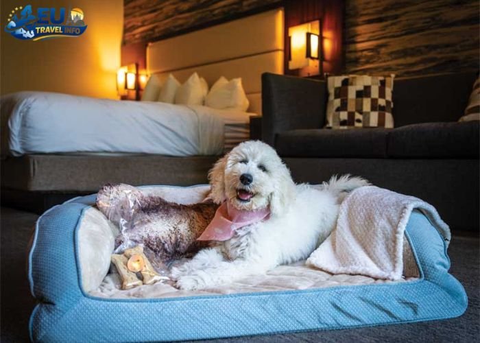 Pet-Friendly Hostels & Budget Options